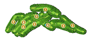 コース全体俯瞰図