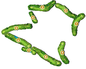 コース全体俯瞰図