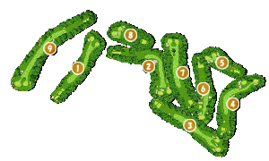 コース全体俯瞰図