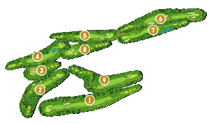 コース全体俯瞰図