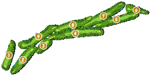 コース全体俯瞰図