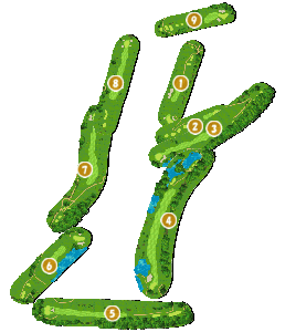 コース全体俯瞰図