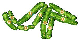 コース全体俯瞰図