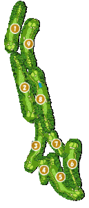 コース全体俯瞰図